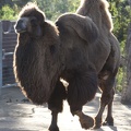 321-2306 San Diego Zoo - Domestic Bactrian Camel (Asia)